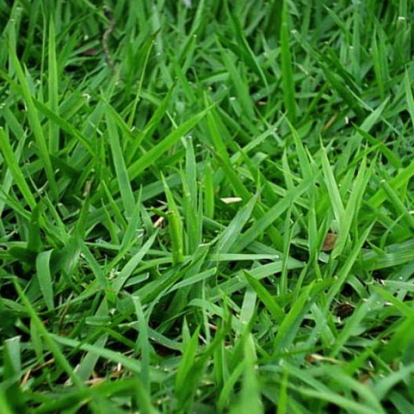 Grama Esmeralda Imperial (Carga 600M2)